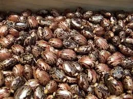 [CASTOR_SEEDS] Castor Beans/Seeds